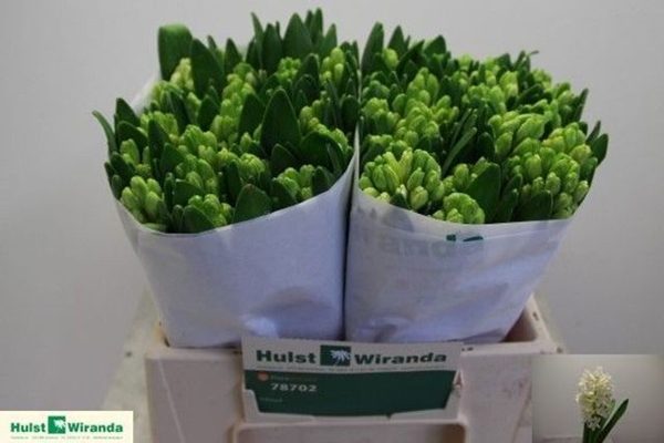 JACINTHE ANTARCTICA 32CM