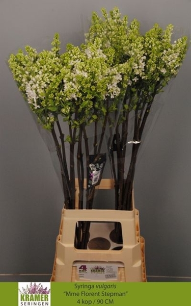 LILAS MME FL STEPMAN 90CM