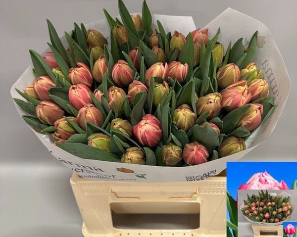 TULIPE COLUMBUS 36G 40CM