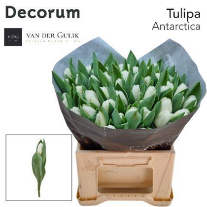 TULIPE BLANCHE $$$