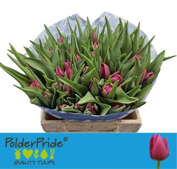 TULIPE COGNAC 38G 37CM