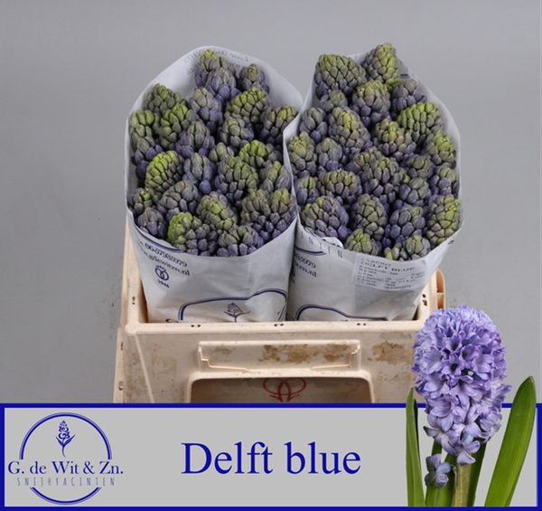 JACINTHE DELFT BLUE 30CM