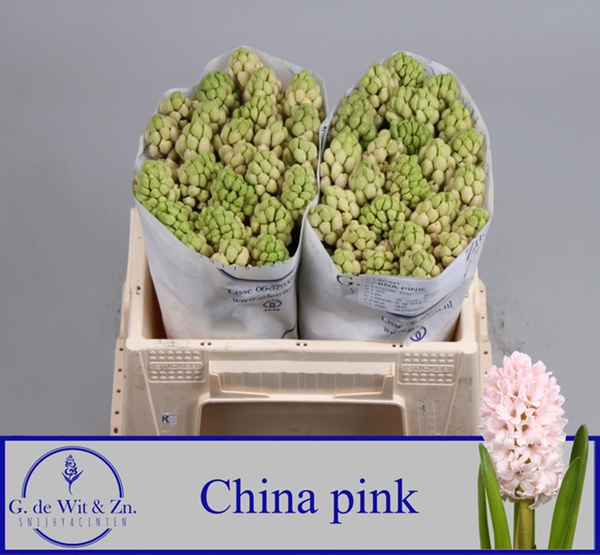 JACINTHE CHINA PINK 30CM