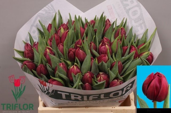 TULIPE PONTIAC 40G 37CM