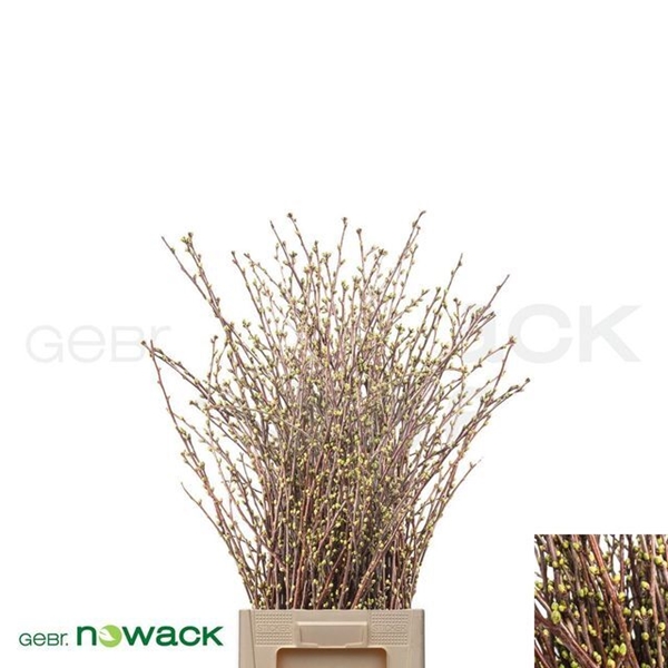 KERSENBLOESEM P BOS 80CM