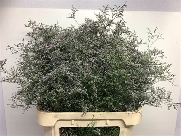 LIMONIUM BELTAARD 90CM 50G