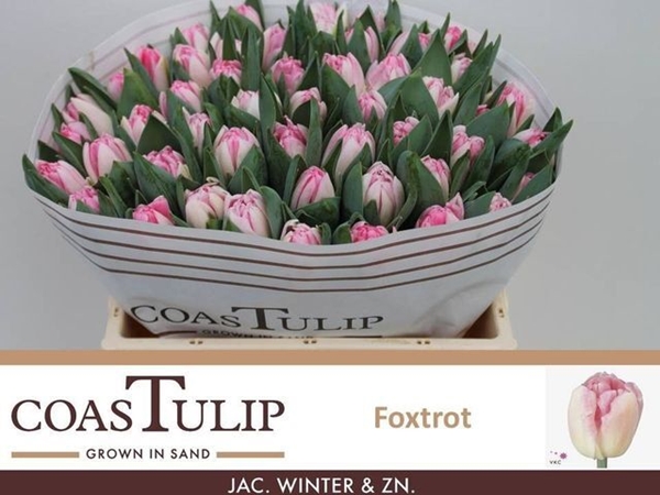 TULIPE FOXTROT 34G 36CM