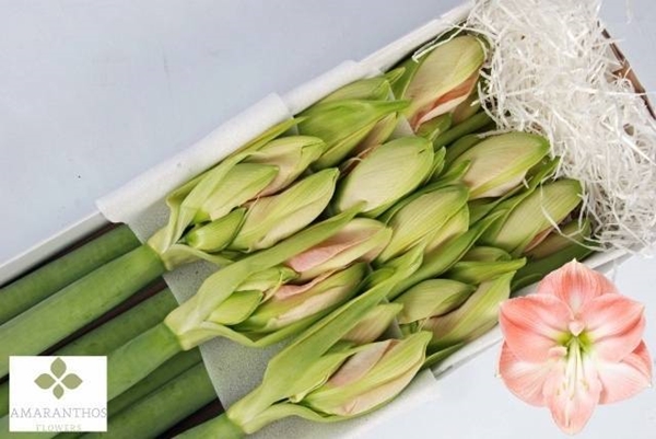 AMARYL. DARLING 4FL X10