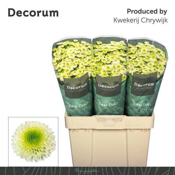 CHRYS. SANTINI FERRY 55CM