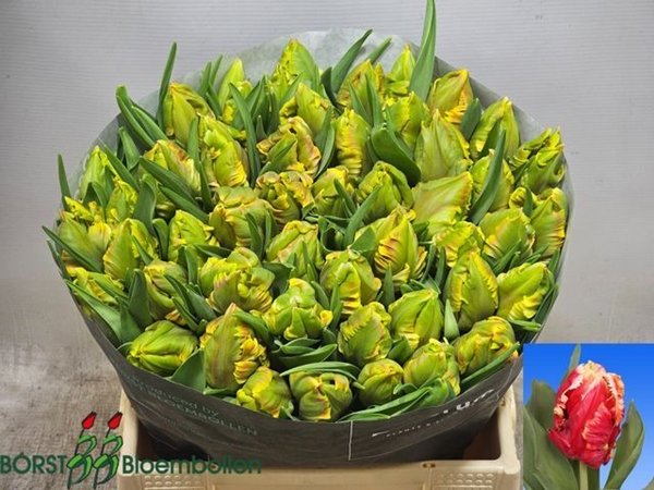 TULIPE DEE JAY PARROT 36G