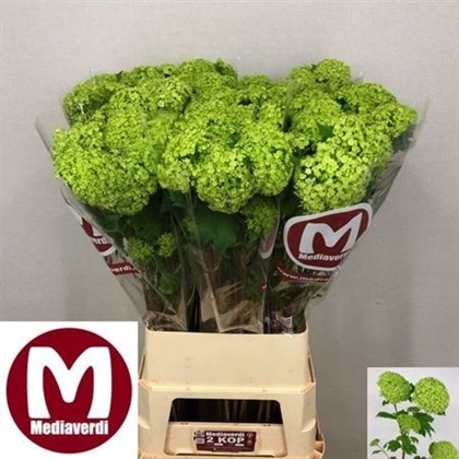 VIBURNUM OPULUS 100CM