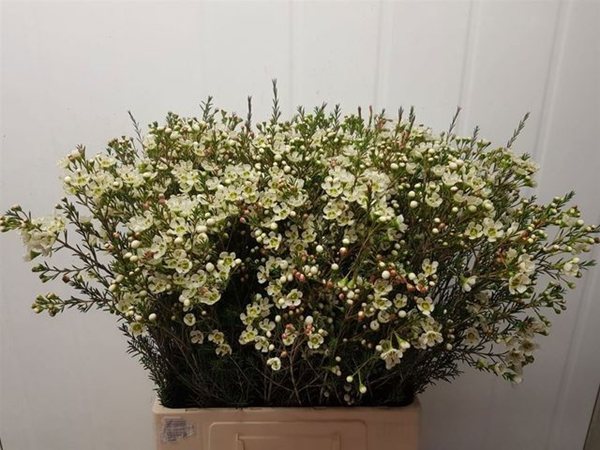 WAX ROMI ROSE SIRIUS 70CM 45G