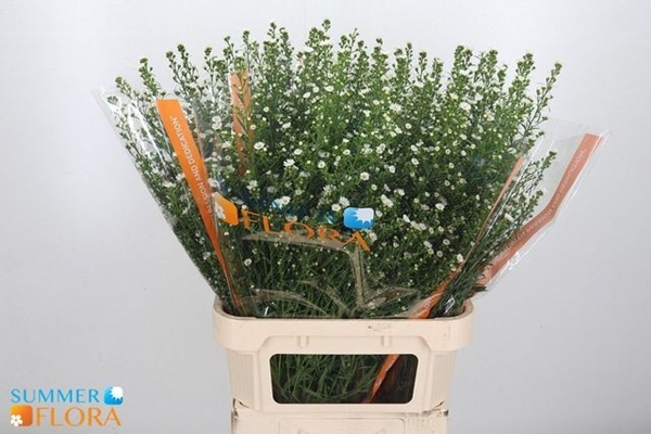 ASTER U PAQUITA 90CM