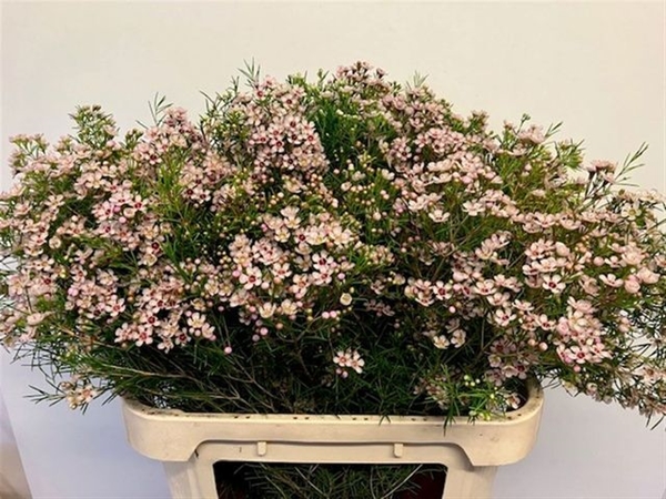 WAX ROMI ROSE UN DORI 80CM 90G