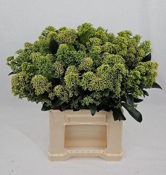 SKIMMIA J FRANK WHITE BOS 45CM
