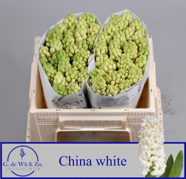 JACINTHE CHINA WHITE 30CM 32FL