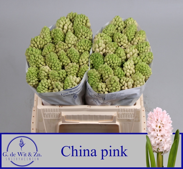 JACINTHE CHINA PINK 30CM 44FL