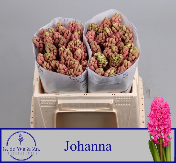 JACINTHE JOHANNA 30CM 36FL