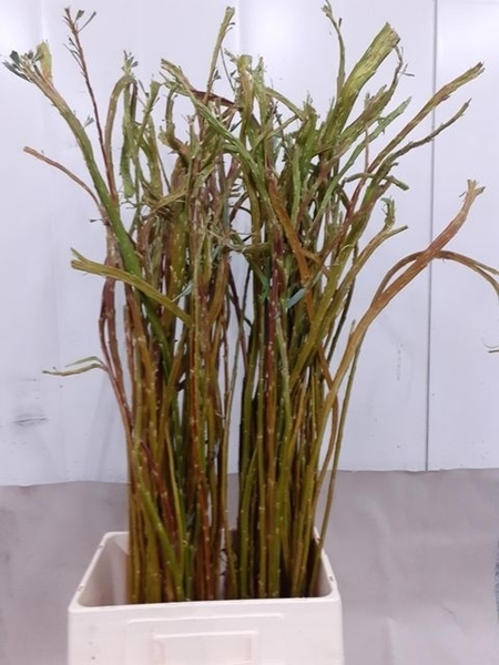 SALIX SEKKA BANDWILG 120CM