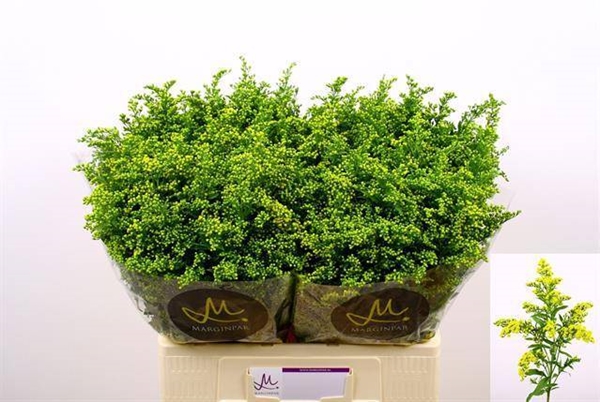 SOLIDAGO CARZAN GLORY 60CM 30G 23