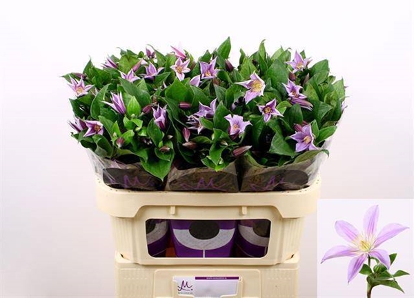 CLEMATIS STAR RIVER 70CM