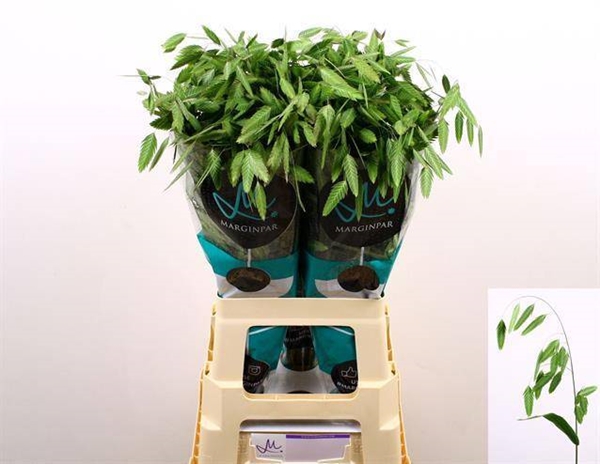 CHASMANT LATIF MANTIS 70CM A1