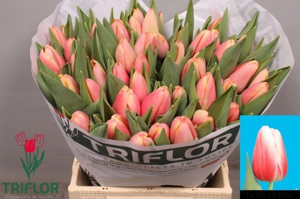 TULIPE 48G