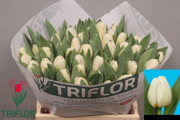 TULIPE ANTARCTICA 37G 37CM