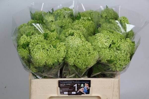 VIBURNUM OPULUS 55CM 1BL $$$