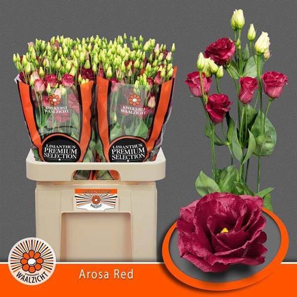 LISIANTHUS AROSA RED 70CM
