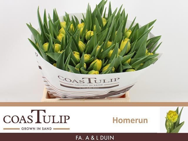 TULIPE HOMERUN 40G 40CM