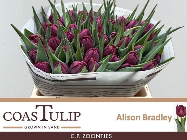 TULIPE ALISON BRADLEY 38G 38CM