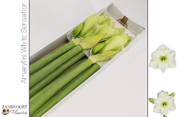 AMARYL. WHITE SENSATION 4FL X10