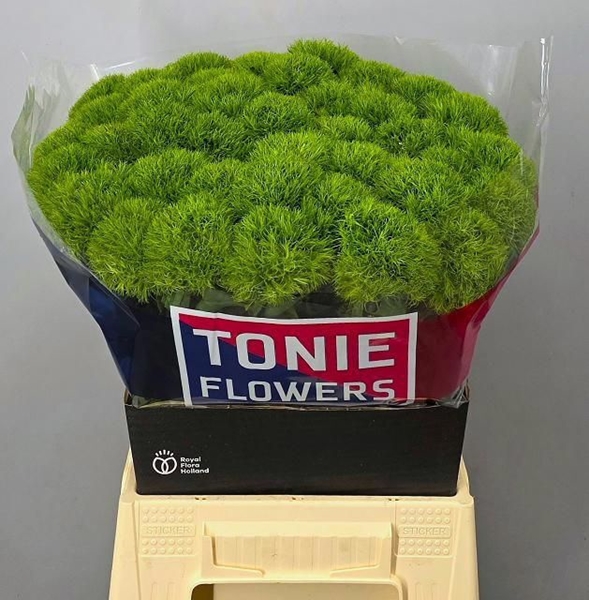 OEILLET DE POETE KIWI MELLOW 50CM