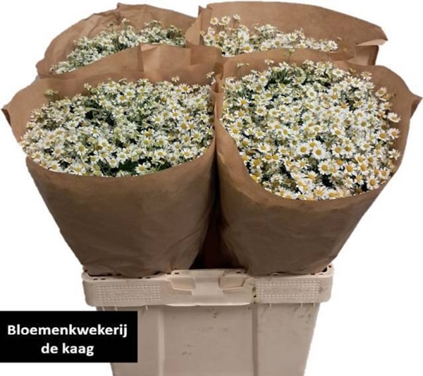 MATRICAIRE PA SINGLE VEGMO X25 60CM