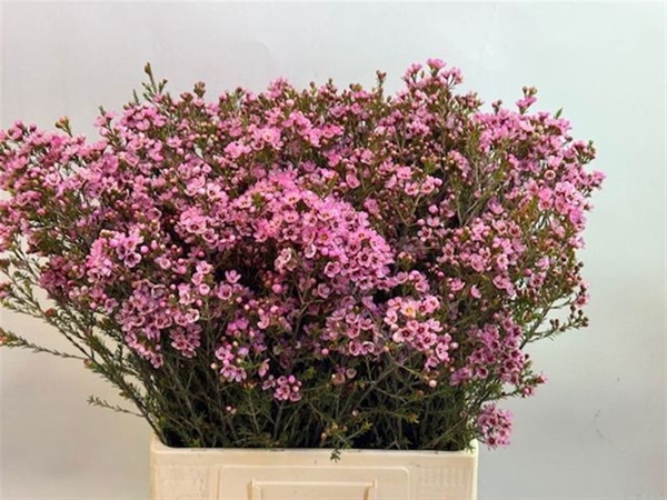 WAX ROMI ROSE SARAHS DELIGHT 70CM 35G