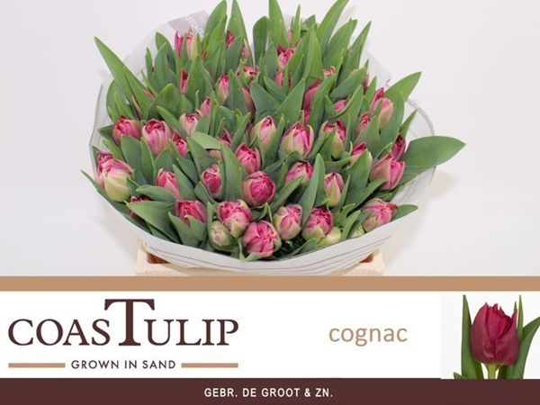 TULIPE COGNAC 40G 36CM