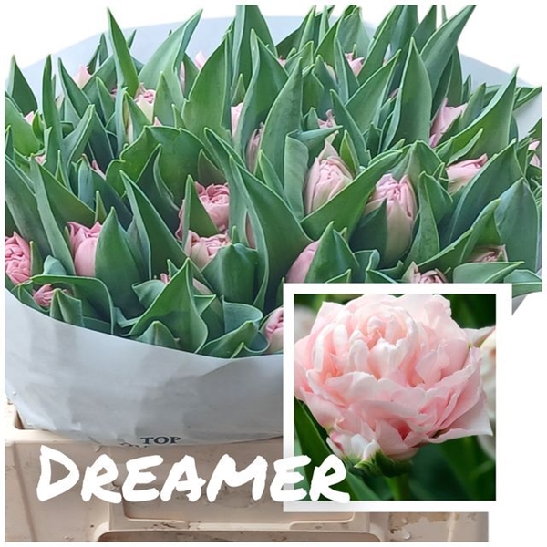 TULIPE DREAMER 45G 35CM