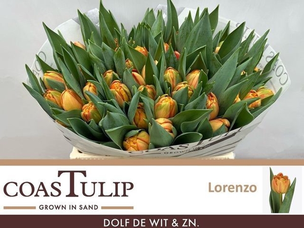 TULIPE LORENZO 42G 38CM