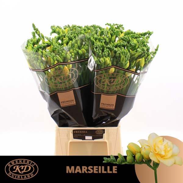 FREESIA MARSEILLE