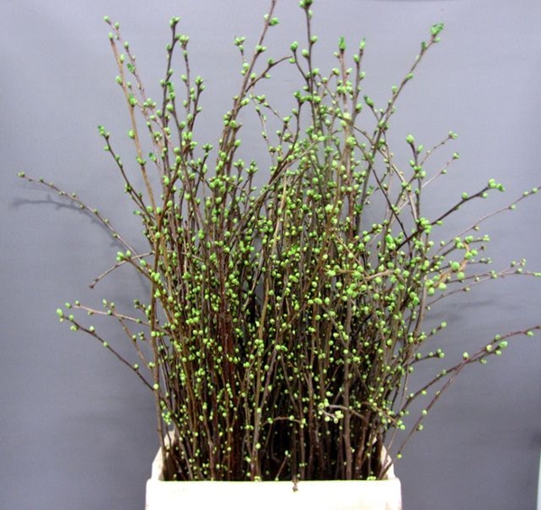 KERSENBLOESEM BOS 80CM