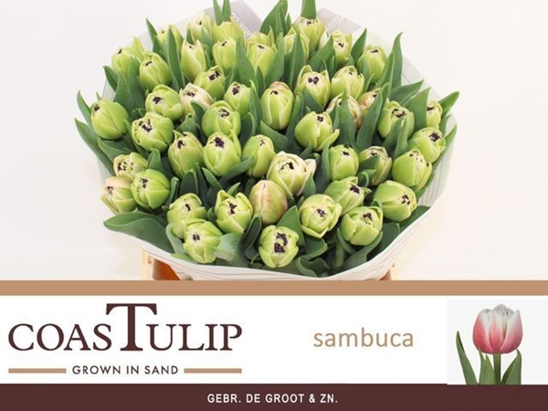 TULIPE SAMBUCA 46G 38CM