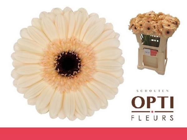 GERMINI AQUA X20 MINDSET 50CM