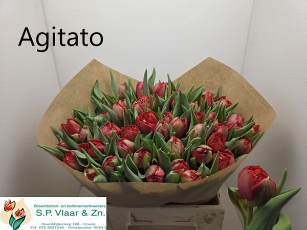TULIPE AGITATO 42G 40CM