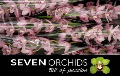 CYMBIPINK BRILJANT X6