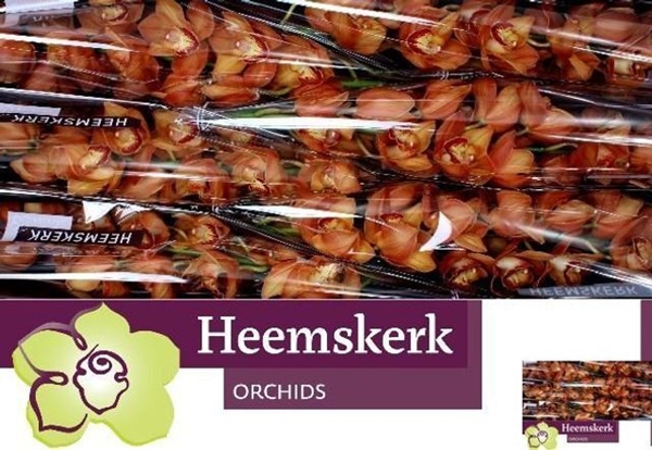 CYMBI MIGHTY BROWN ARA X6