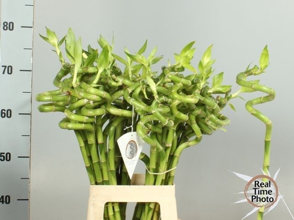 LUCKY BAMBOO SPIREEAAL 70CM