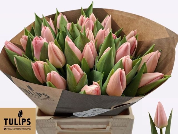 TULIPE SALMON DESSERT 56G 40CM