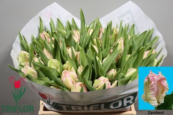 TULIPE ZAMBESI 37G 34CM
