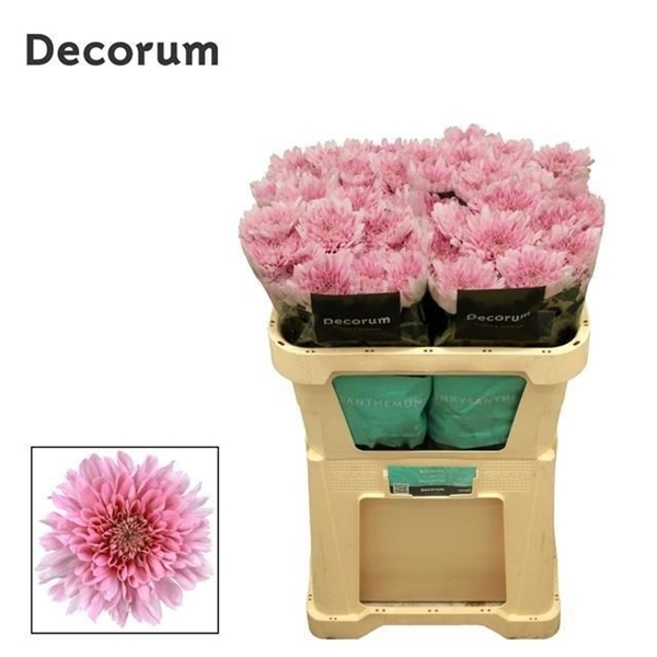 CHRYS. G KALIMONIUMBA 90G 70CM